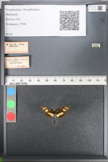 Media type: image;   Entomology 101052